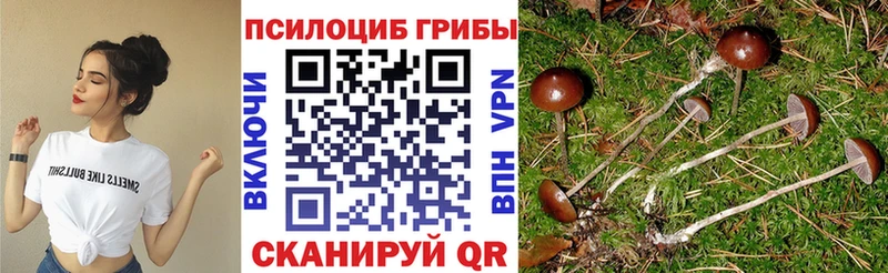 Псилоцибиновые грибы Psilocybine cubensis  blacksprut ссылки  Санкт-Петербург 